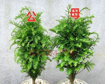 红豆苗盆景的养护技巧（打造迷人盆景，关键在于红豆苗的正确养护）-第2张图片-绿意生活