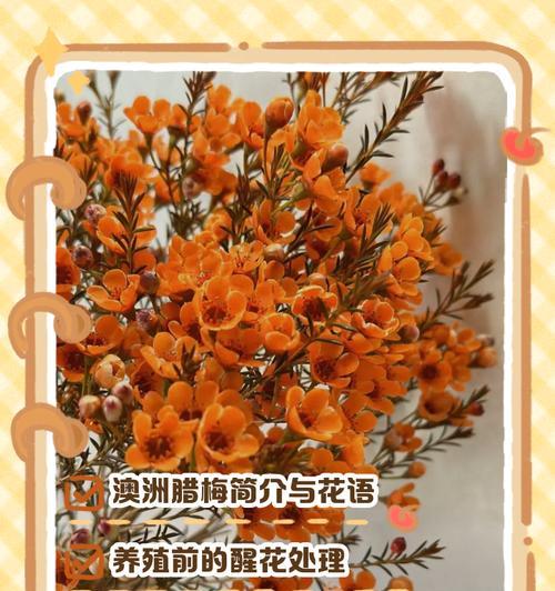 室内腊梅养护指南（让你的室内腊梅常青不凋零）-第1张图片-绿意生活