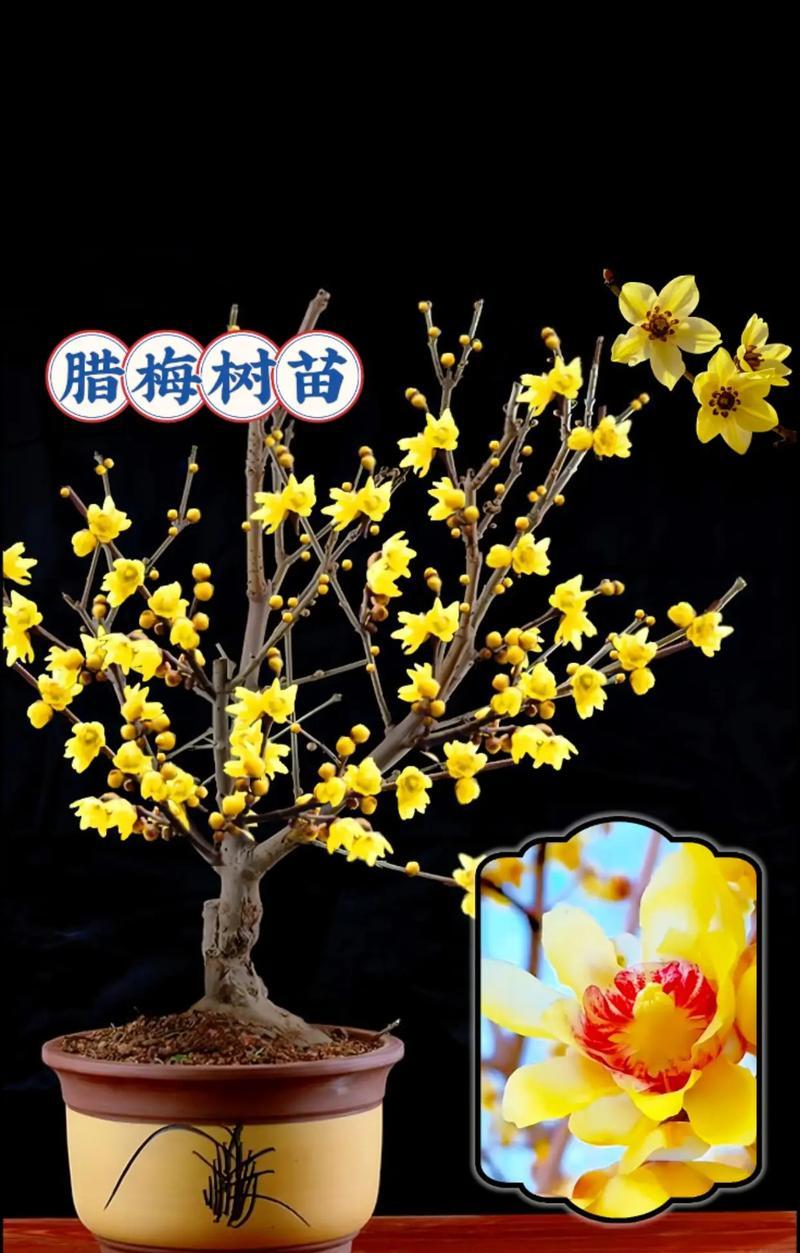 室内腊梅养护指南（让你的室内腊梅常青不凋零）-第3张图片-绿意生活