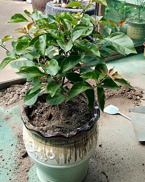 如何让花朵重拾生机（解决花卉生长迟缓的方法与技巧）-第2张图片-绿意生活