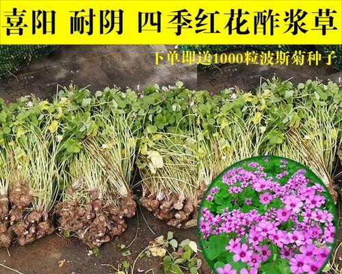 紫酢浆草的种植与养护技巧（打造美丽花坛，从紫酢浆草开始）-第1张图片-绿意生活