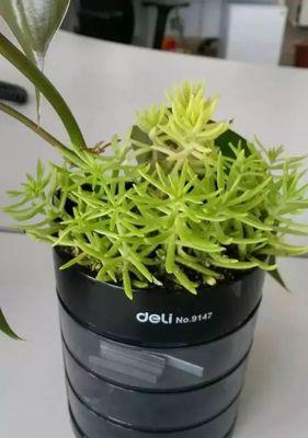 以猪碗种花为乐——打造独特花园的秘密（种花新趋势）-第3张图片-绿意生活