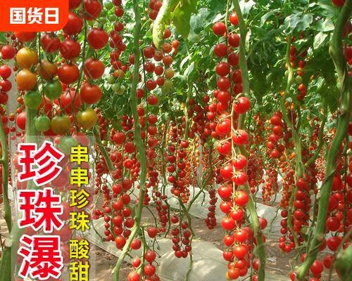 圣女果种子的最佳种植时间（如何选择种植时间以获得最佳收成）-第1张图片-绿意生活