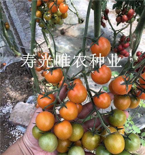 圣女果种子的最佳种植时间（如何选择种植时间以获得最佳收成）-第2张图片-绿意生活