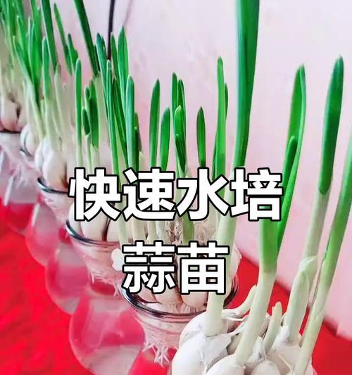 水培蒜苗黄了怎么办？（解决水培蒜苗黄化问题的实用方法）-第1张图片-绿意生活