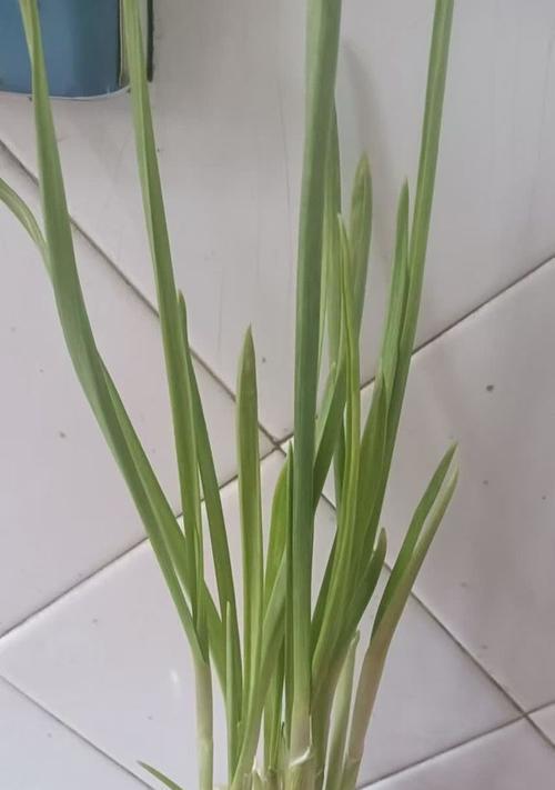 水培蒜苗黄了怎么办？（解决水培蒜苗黄化问题的实用方法）-第2张图片-绿意生活