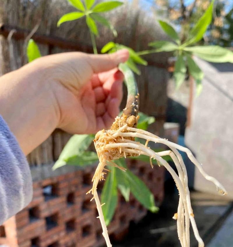 发财树的成长之路（探寻发财树根系的奥秘）-第2张图片-绿意生活