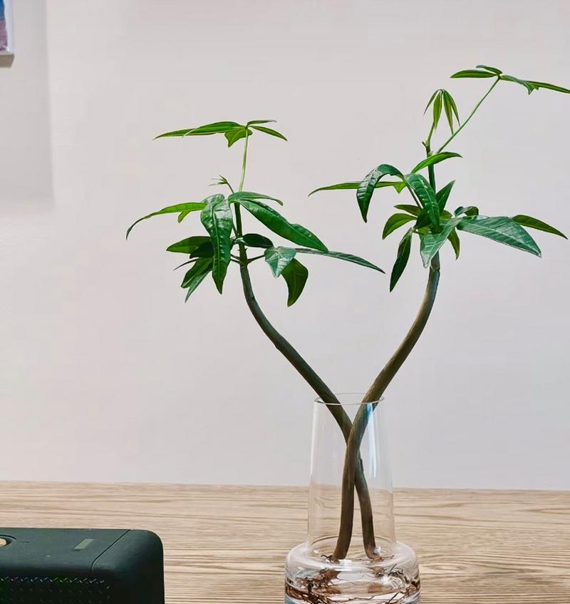 发财树的成长之路（探寻发财树根系的奥秘）-第3张图片-绿意生活