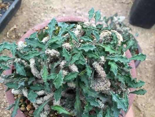 如何挽救金麒麟花的干枯（从适宜的浇水到合适的修剪，这些建议将帮助您拯救您的金麒麟花）-第3张图片-绿意生活
