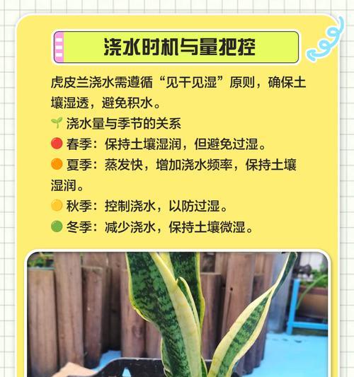 虎皮兰叶子开裂枯边的原因与防治方法（保持适宜温湿度，定期喷水滋润虎皮兰叶子，注意施肥和病虫害防治）-第3张图片-绿意生活