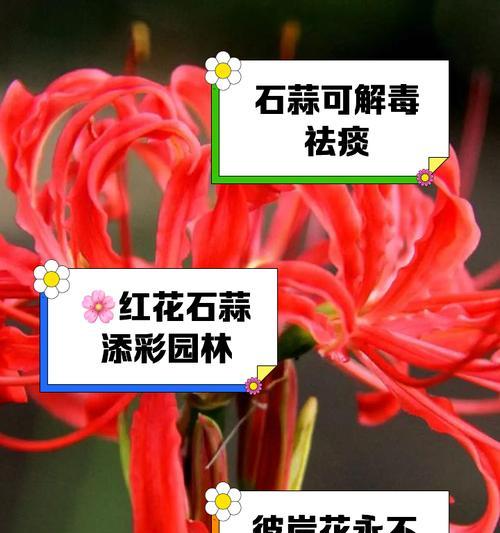 石蒜开花频率调查（石蒜的生长习性、繁殖方式及其开花规律）-第1张图片-绿意生活