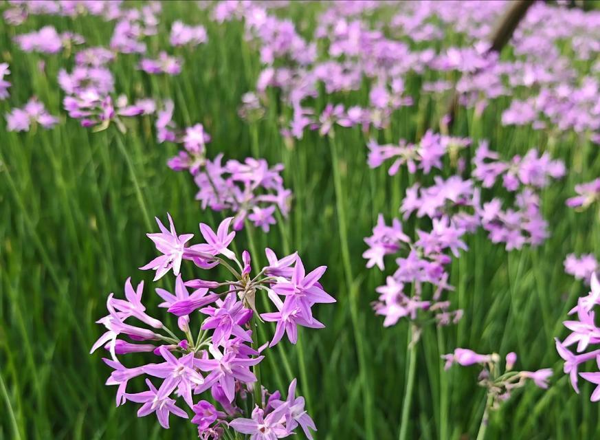 石蒜开花频率调查（石蒜的生长习性、繁殖方式及其开花规律）-第2张图片-绿意生活