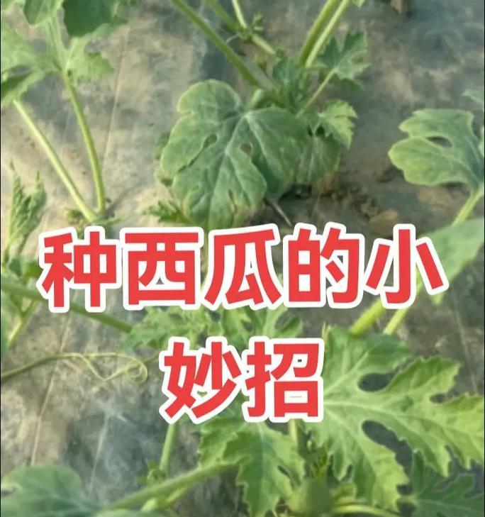 在屋子里种植西瓜（小区居民通过室内种植技巧，成功种植出甜美的西瓜）-第2张图片-绿意生活