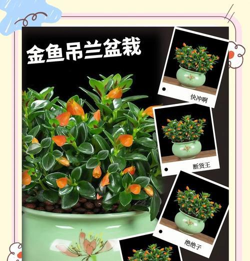如何加速金鱼成长？（掌握关键技巧，让金鱼快速成长）-第1张图片-绿意生活