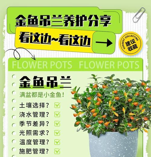 如何加速金鱼成长？（掌握关键技巧，让金鱼快速成长）-第2张图片-绿意生活