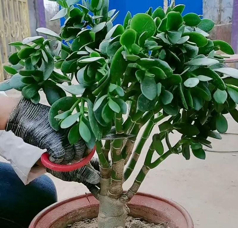 家居养护玉树的绝佳方法（让您的玉树长青不败的秘诀揭密）-第1张图片-绿意生活