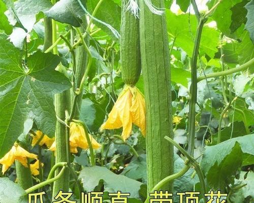 丝瓜的生长周期和注意事项（从种子到成熟的完整生长过程，）-第1张图片-绿意生活