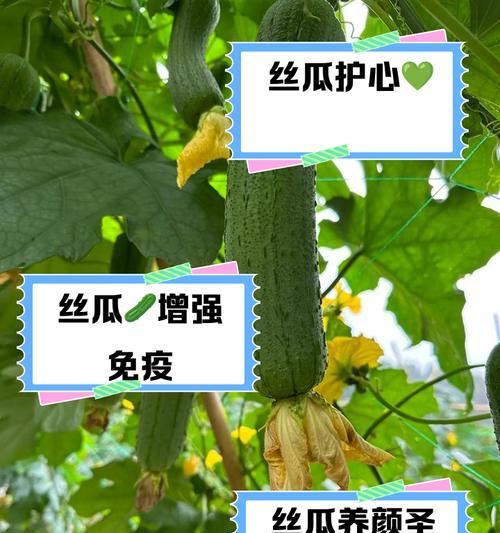 丝瓜的生长周期和注意事项（从种子到成熟的完整生长过程，）-第2张图片-绿意生活