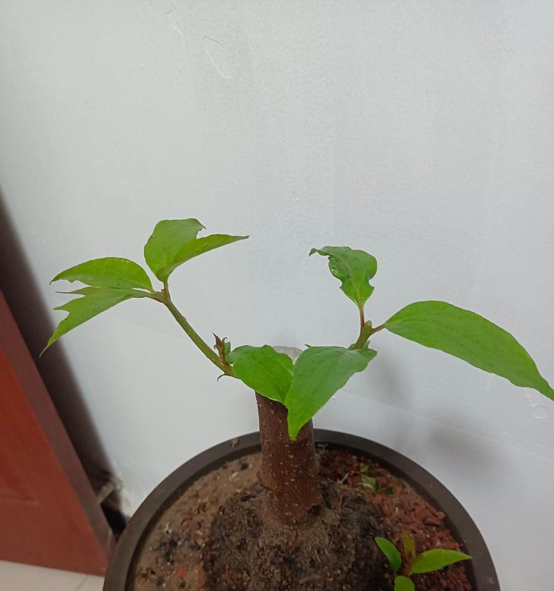 腊梅盆栽的肥养之道（选择合适的肥料，让腊梅健康茁壮）-第2张图片-绿意生活