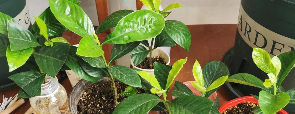 春天栀子花扦插的技巧与方法（如何成功繁殖栀子花？栀子花扦插指南分享）-第1张图片-绿意生活