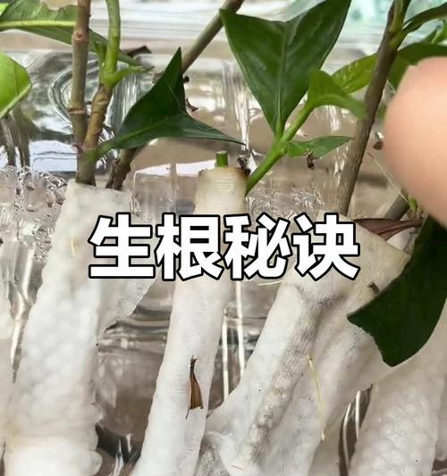 春天栀子花扦插的技巧与方法（如何成功繁殖栀子花？栀子花扦插指南分享）-第2张图片-绿意生活