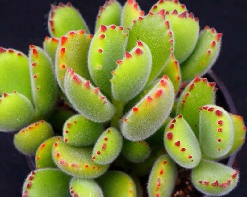 多肉熊童子花的养护指南（打造可爱多肉小熊，从熊童子花开始）-第1张图片-绿意生活