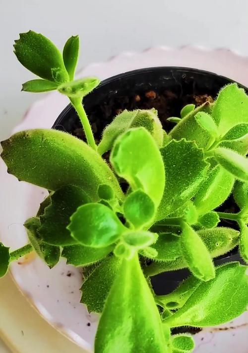 多肉熊童子花的养护指南（打造可爱多肉小熊，从熊童子花开始）-第3张图片-绿意生活