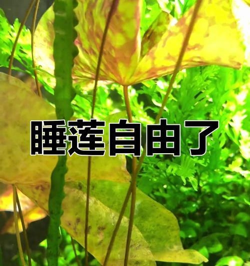 睡莲水叶子烂的原因及解决方法（如何保护睡莲水叶子，避免腐烂问题）-第3张图片-绿意生活