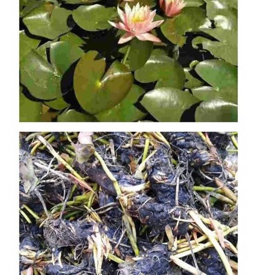 睡莲水叶子烂的原因及解决方法（如何保护睡莲水叶子，避免腐烂问题）-第1张图片-绿意生活