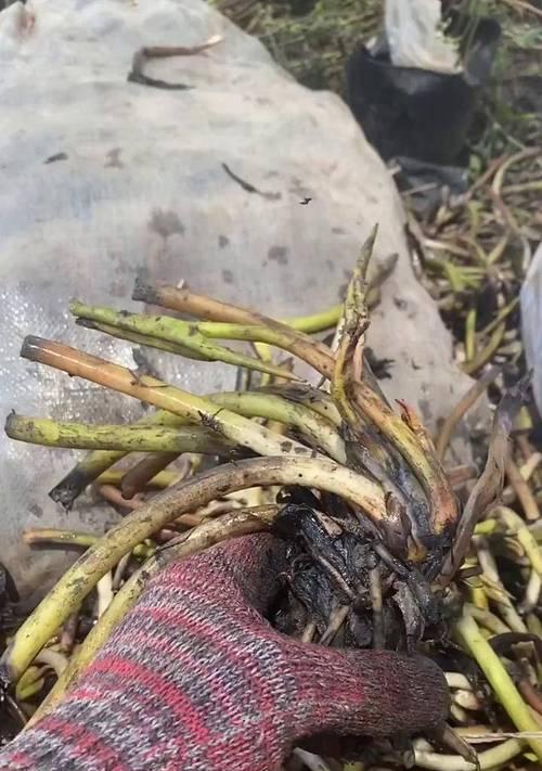 睡莲水叶子烂的原因及解决方法（如何保护睡莲水叶子，避免腐烂问题）-第2张图片-绿意生活
