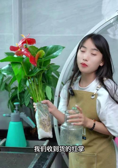 红掌水培养根泡坏了怎么办（教你有效修复红掌水培养根泡坏的方法）-第3张图片-绿意生活