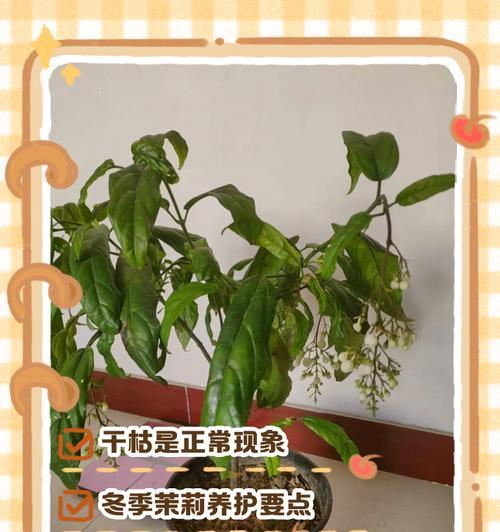 茉莉叶为何不开花？（探究茉莉叶不开花的原因及解决办法）-第1张图片-绿意生活
