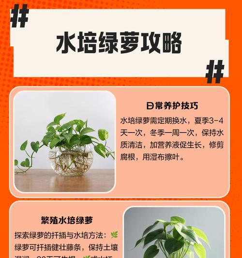 绿萝养护指南-第2张图片-绿意生活