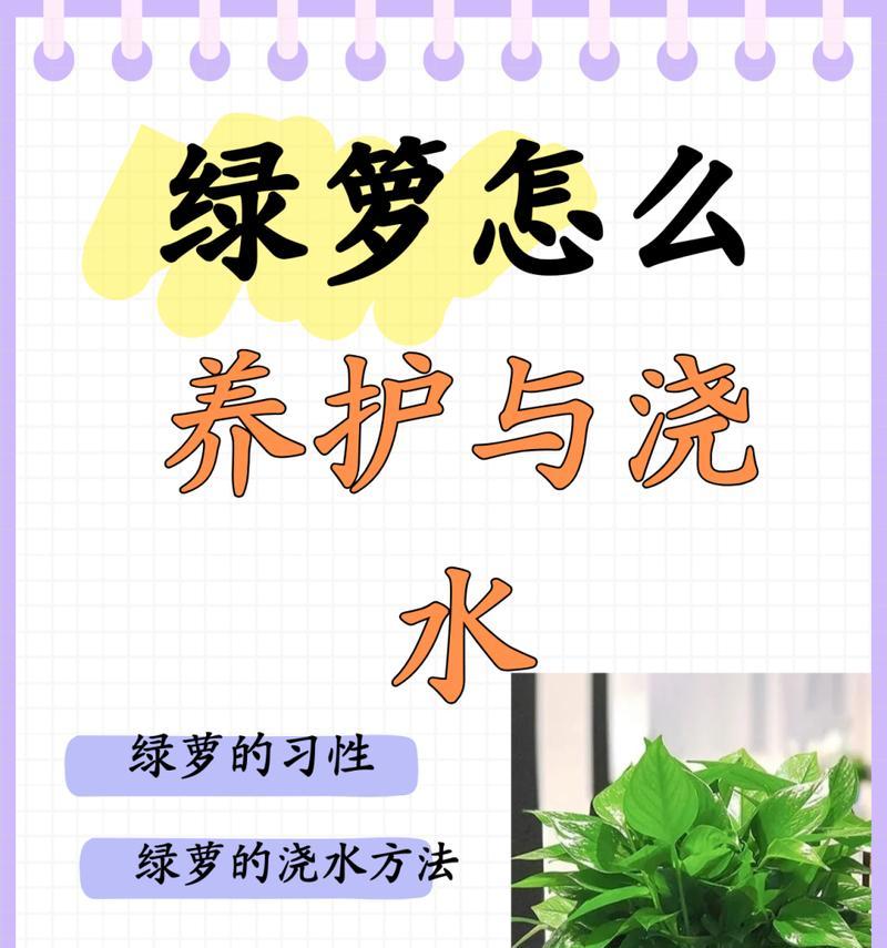 绿萝养护指南-第1张图片-绿意生活