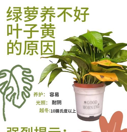 绿萝养护指南-第3张图片-绿意生活