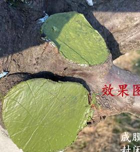 如何保护修剪后的金鱼吊兰伤口（金鱼吊兰修剪后的伤口保护方法及注意事项）-第3张图片-绿意生活