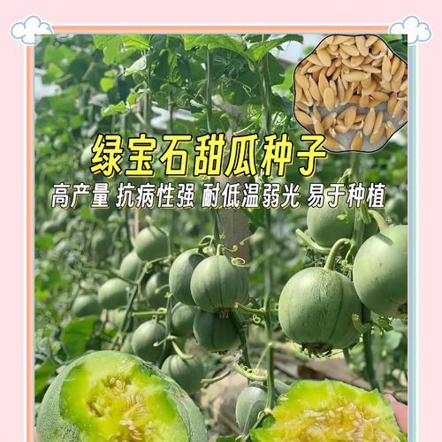 如何正确养护植物绿宝石（打造翠绿多肉天堂，）-第1张图片-绿意生活