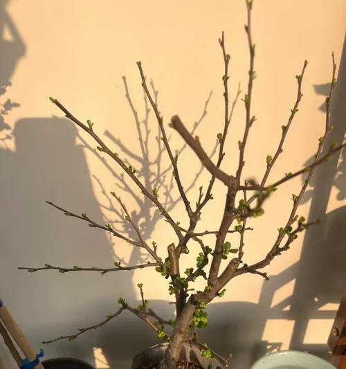 如何正确养护植物绿宝石（打造翠绿多肉天堂，）-第3张图片-绿意生活