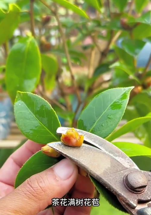 茶花花蕾的干枯及补救方法（茶花花蕾干枯原因分析及有效护理技巧）-第1张图片-绿意生活
