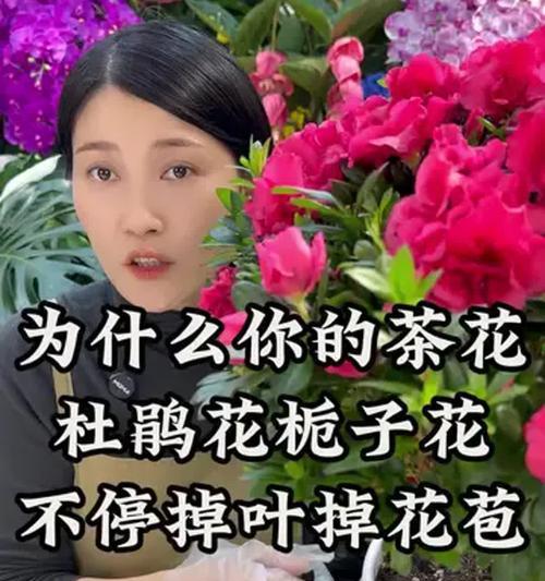 茶花花蕾的干枯及补救方法（茶花花蕾干枯原因分析及有效护理技巧）-第3张图片-绿意生活