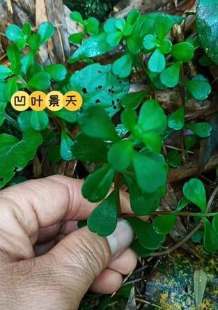 凹叶景天叶子脱落的原因与处理方法（探究凹叶景天叶子脱落的原因，以及应对方法）-第2张图片-绿意生活