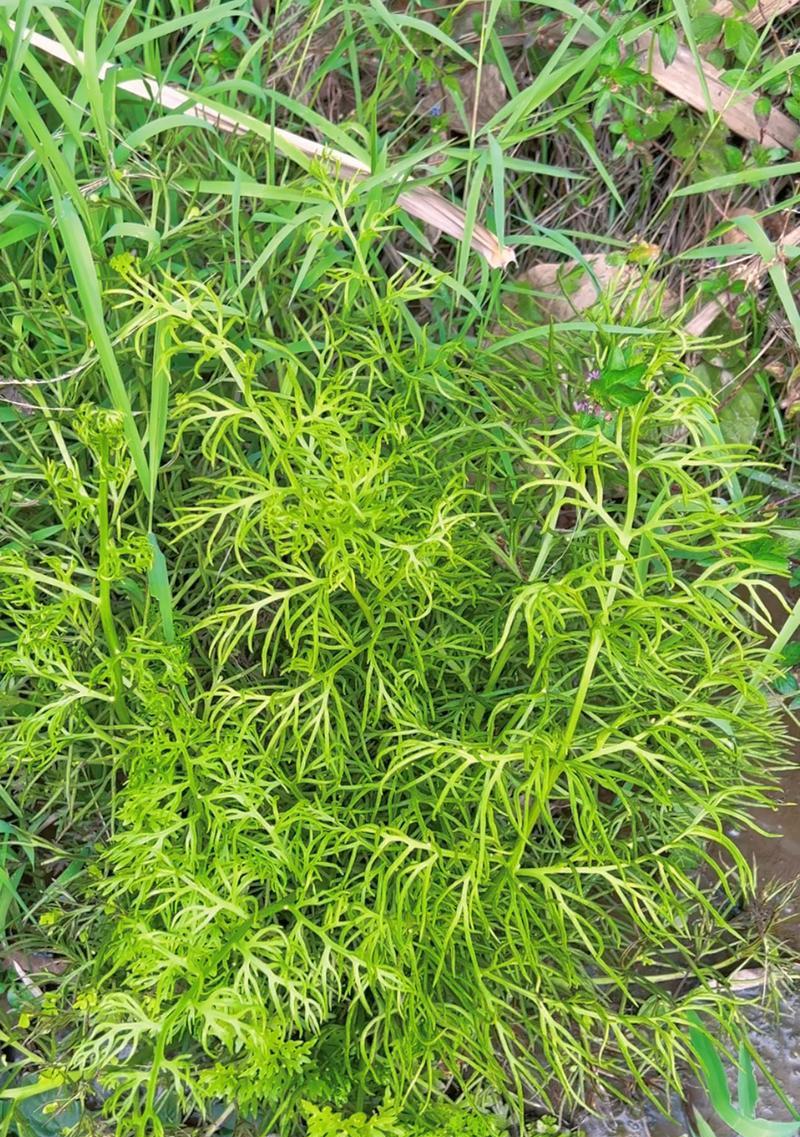 蕨类植物的生长过程（从孢子到成熟植株的奇妙旅程）-第1张图片-绿意生活