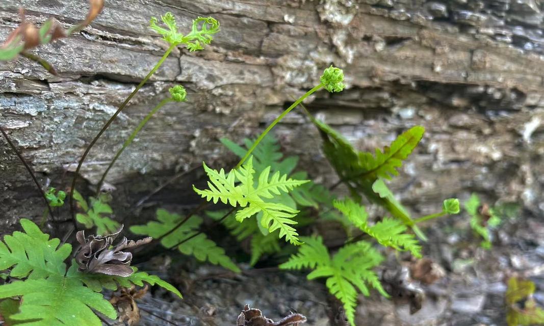 蕨类植物的生长过程（从孢子到成熟植株的奇妙旅程）-第2张图片-绿意生活