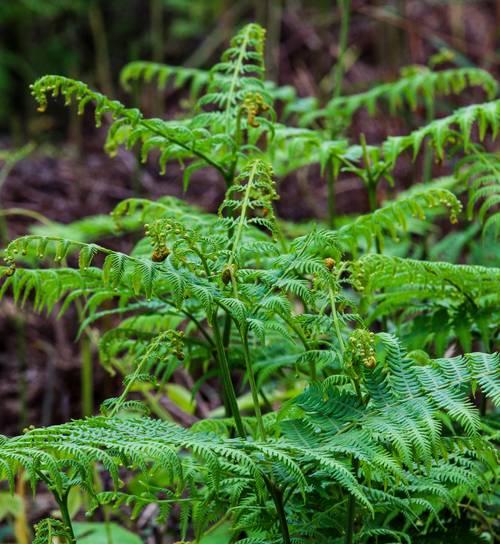 蕨类植物的生长过程（从孢子到成熟植株的奇妙旅程）-第3张图片-绿意生活
