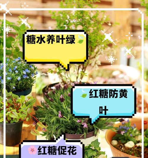 洗衣水能不能浇花？看看这里的答案！-第1张图片-绿意生活