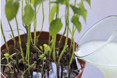 洗衣水能不能浇花？看看这里的答案！-第3张图片-绿意生活