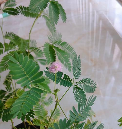 野生含羞草的养护指南（打造迷人的含羞草花园，让你的家居充满生机）-第2张图片-绿意生活