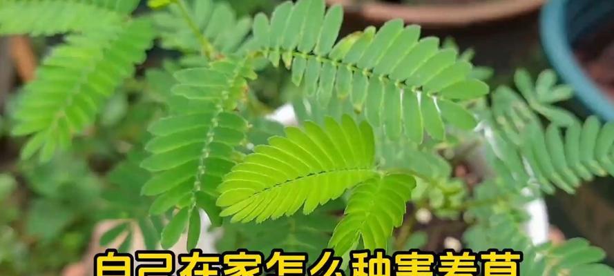 野生含羞草的养护指南（打造迷人的含羞草花园，让你的家居充满生机）-第1张图片-绿意生活