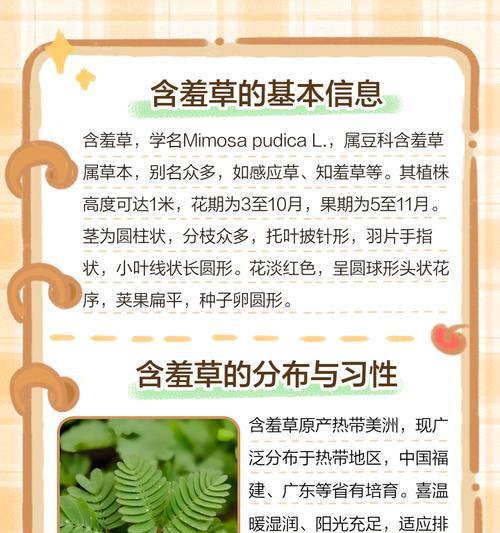 野生含羞草的养护指南（打造迷人的含羞草花园，让你的家居充满生机）-第3张图片-绿意生活