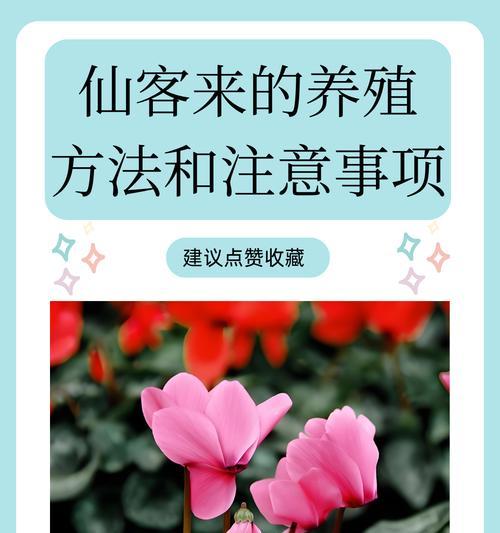 冬季仙客来养殖指南（学习如何在冬天中成功养殖仙客来）-第2张图片-绿意生活